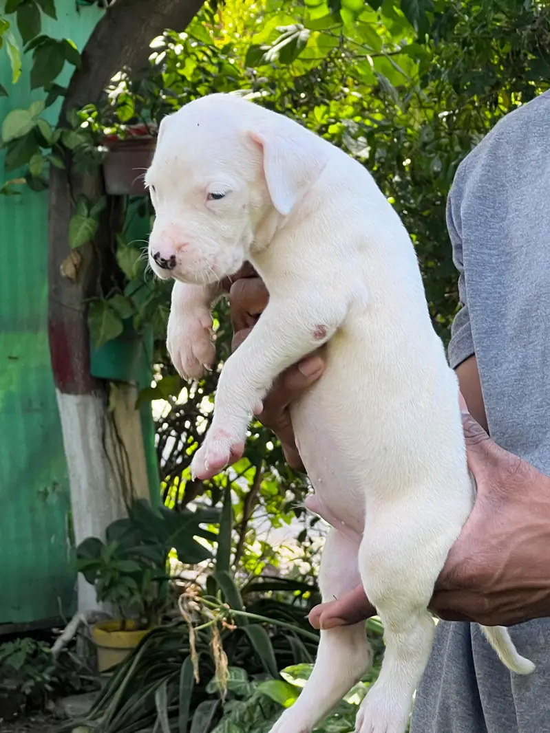 dogo argentino — photo 4