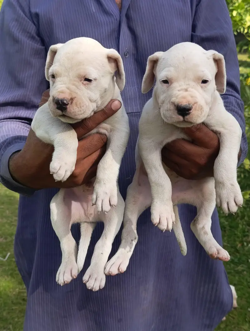 dogo argentino — photo 5