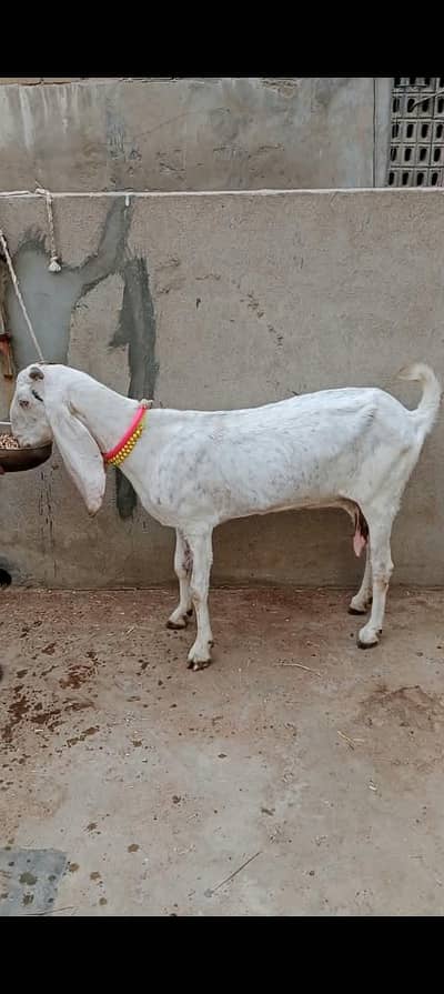 Totapuri Bachha 4 month ka Or Pure Rajanpuri bakre dant ma puri