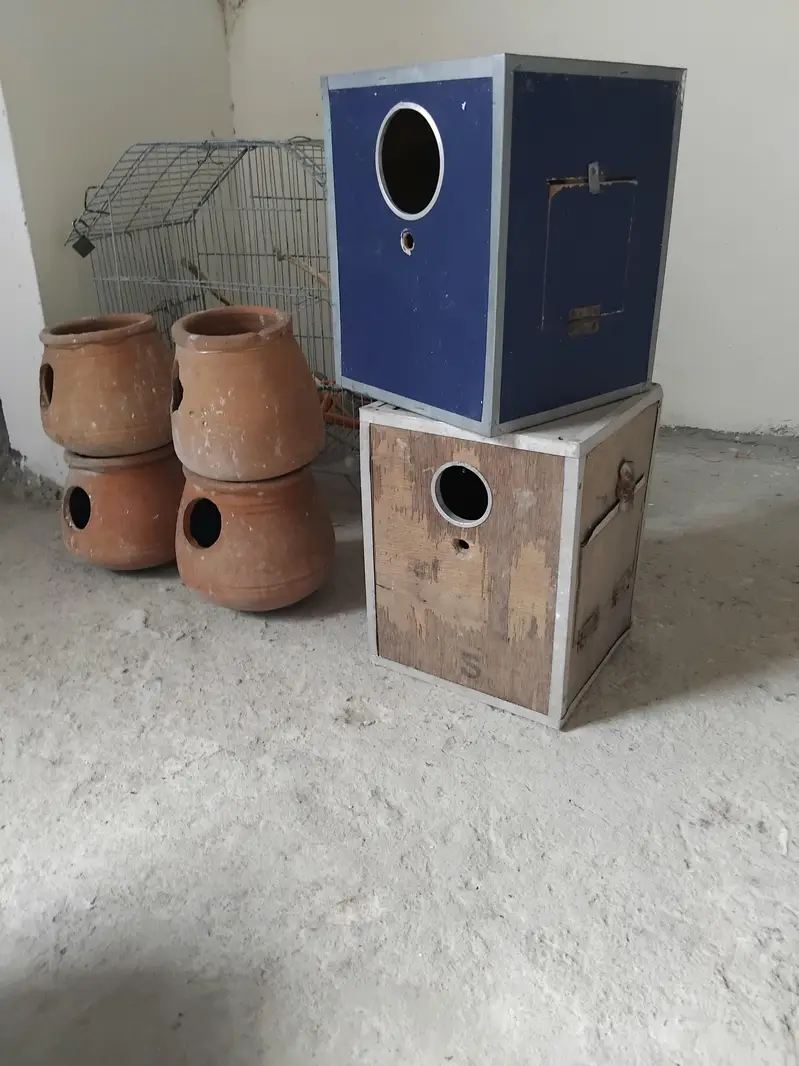 Used Cocktail lovebird box and australion Matkiyan