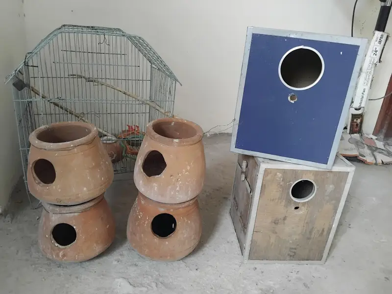 Used Cocktail lovebird box and australion Matkiyan — photo 2