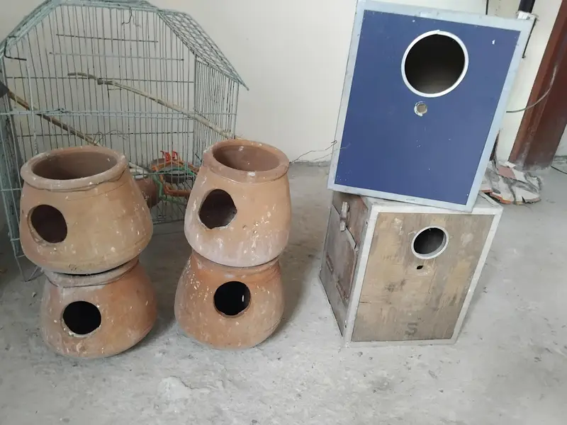 Used Cocktail lovebird box and australion Matkiyan — photo 3