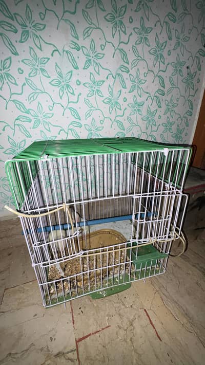 White Love birds pair (red eyes male)