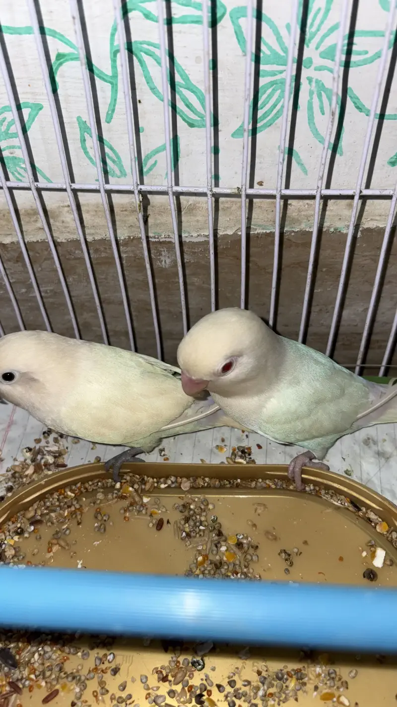 White Love birds pair (red eyes male) — photo 2
