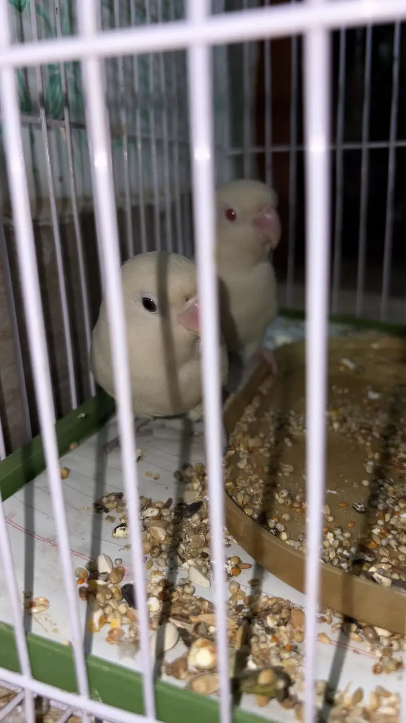 White Love birds pair (red eyes male) — photo 3