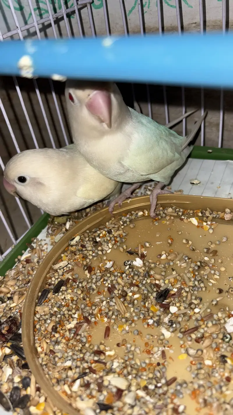 White Love birds pair (red eyes male) — photo 6