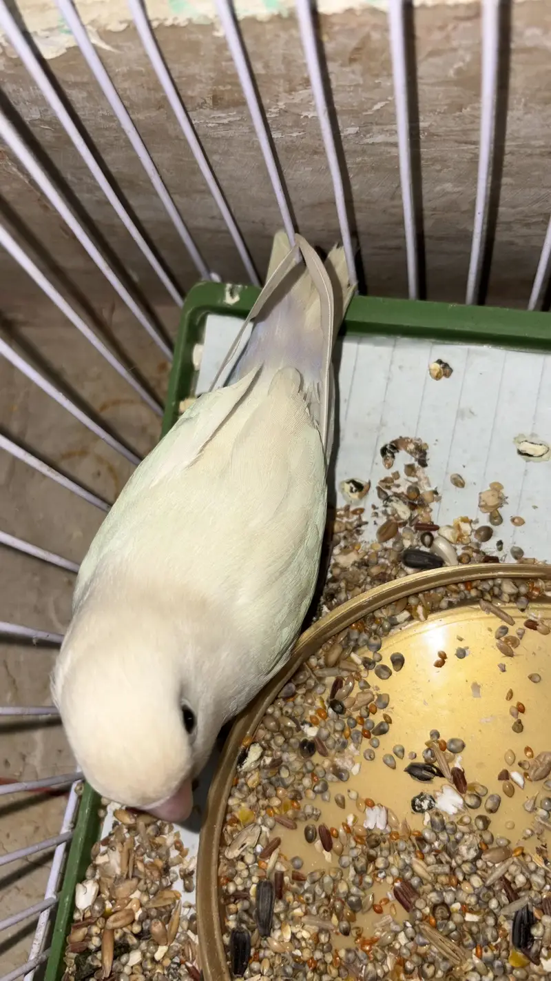 White Love birds pair (red eyes male) — photo 7
