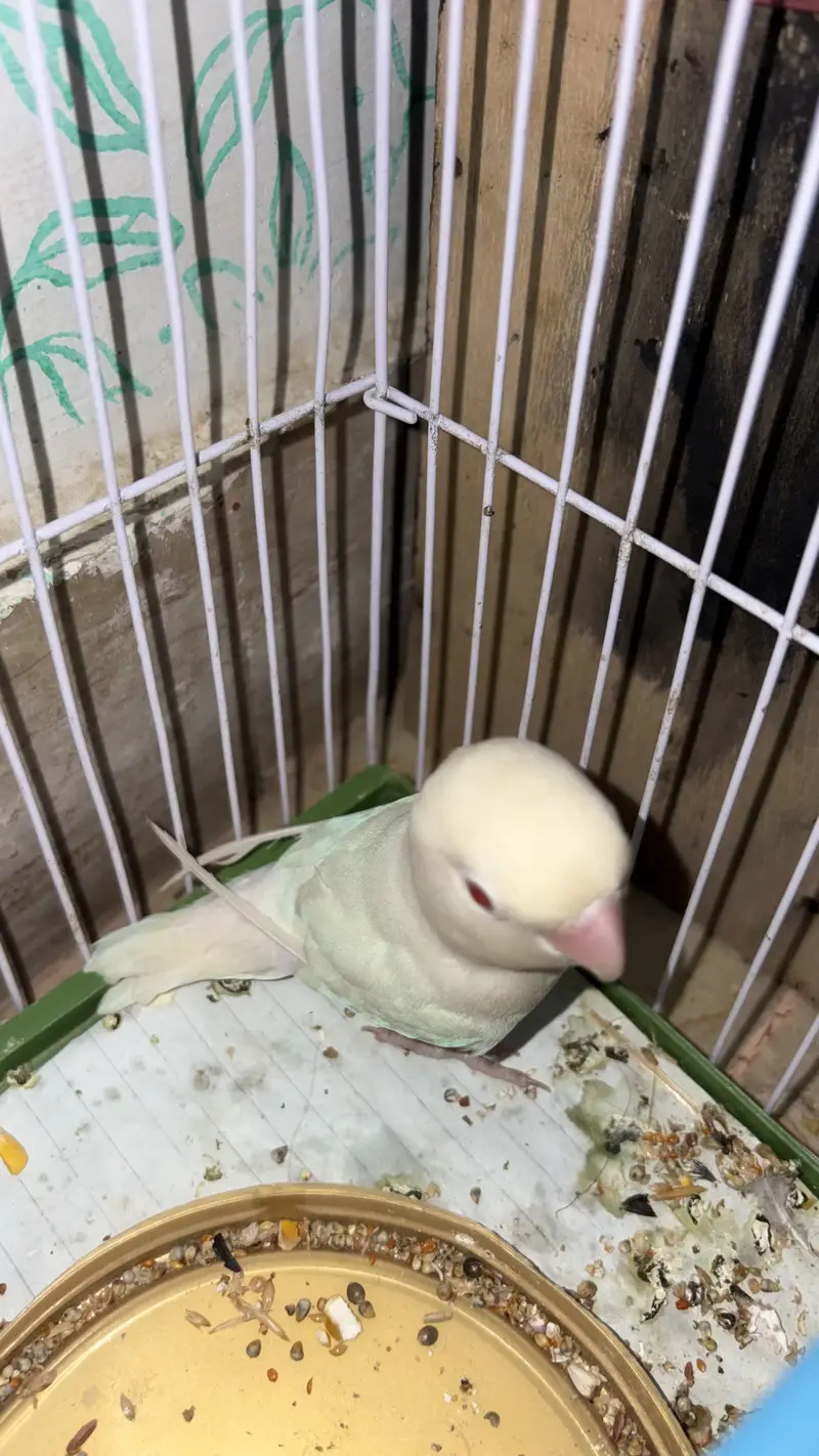 White Love birds pair (red eyes male) — photo 8