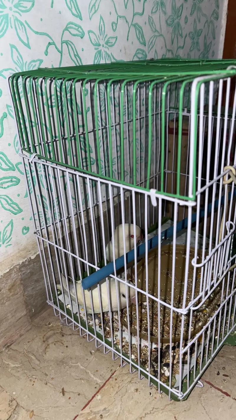 White Love birds pair (red eyes male) — photo 10