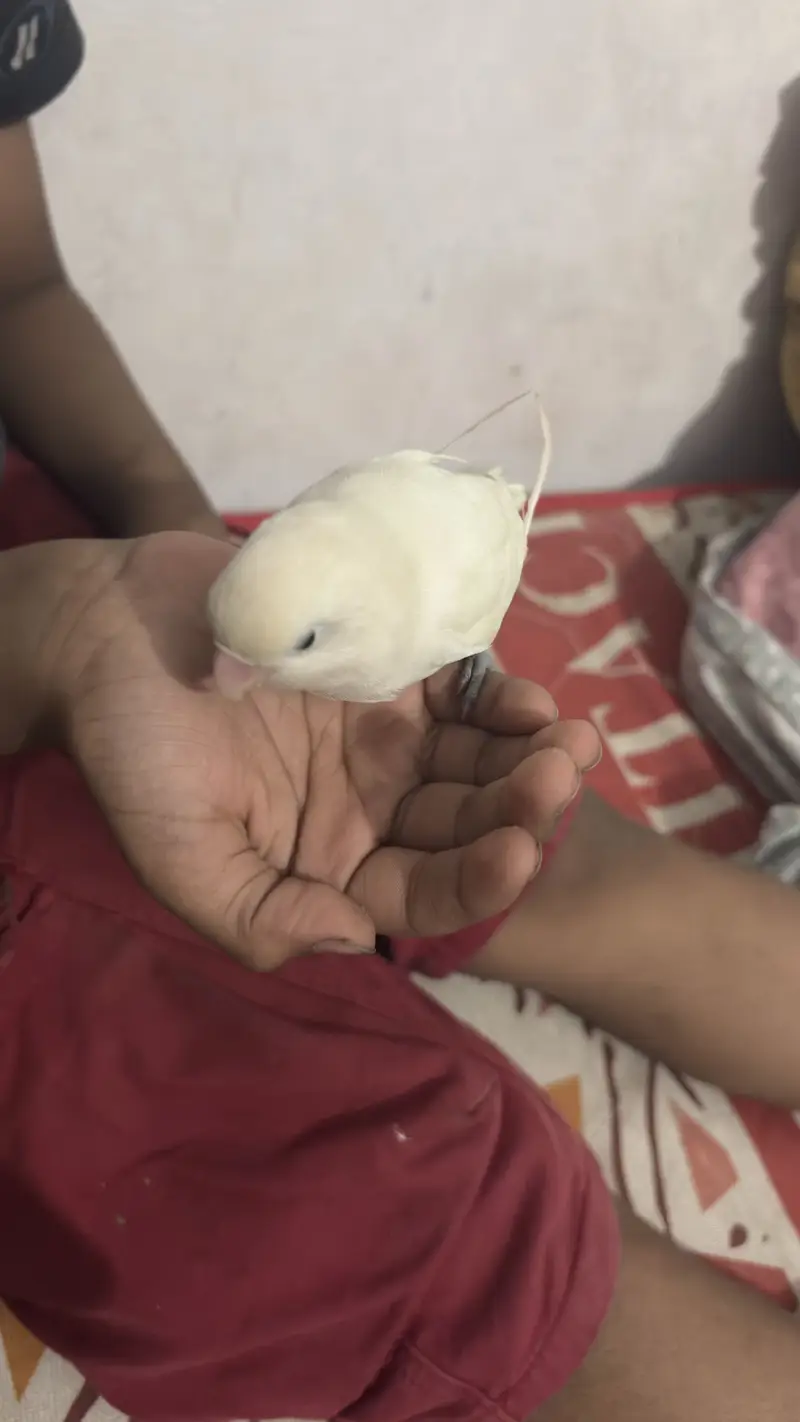 White Love birds pair (red eyes male) — photo 12