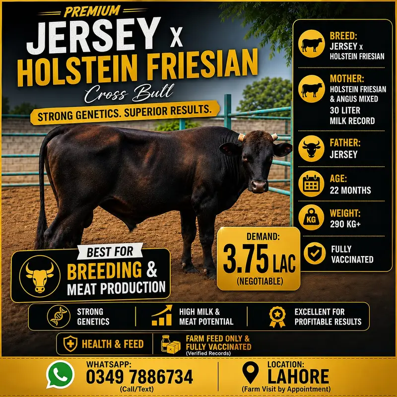 Imported Australian bulls for sale | High Quality Breeder