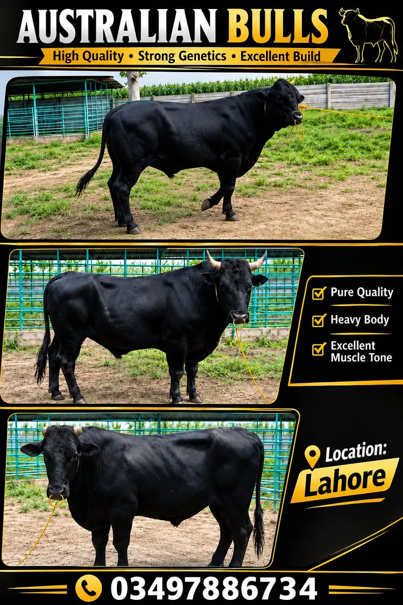 Imported Australian bulls for sale | High Quality Breeder — photo 2