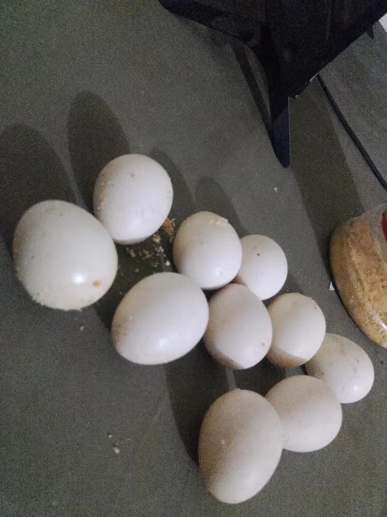 shamoo fresh eggs — photo 8