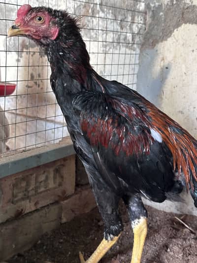 Aseel hen & Aseel chicks available here