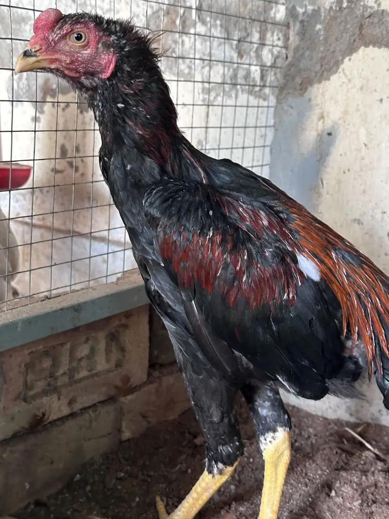 Aseel hen & Aseel chicks available here