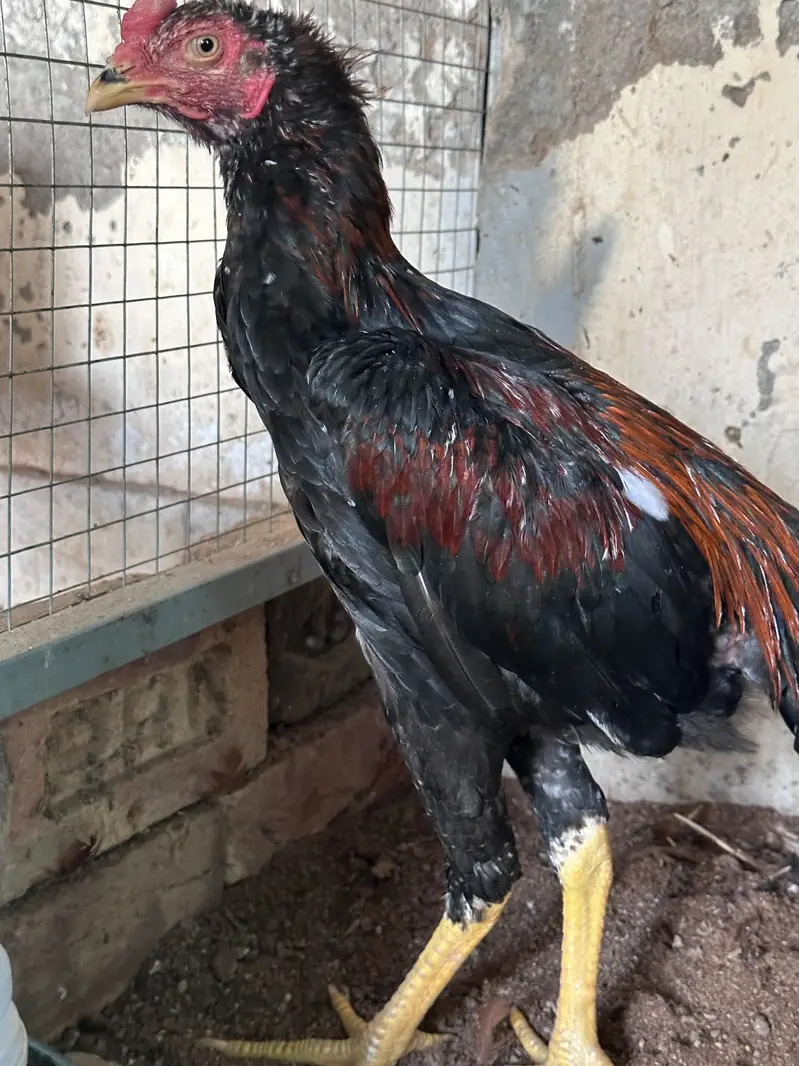 Aseel hen & Aseel chicks available here — photo 2