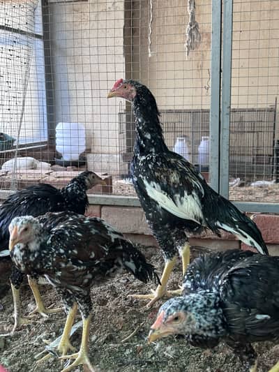 Aseel hen & Aseel chicks available here