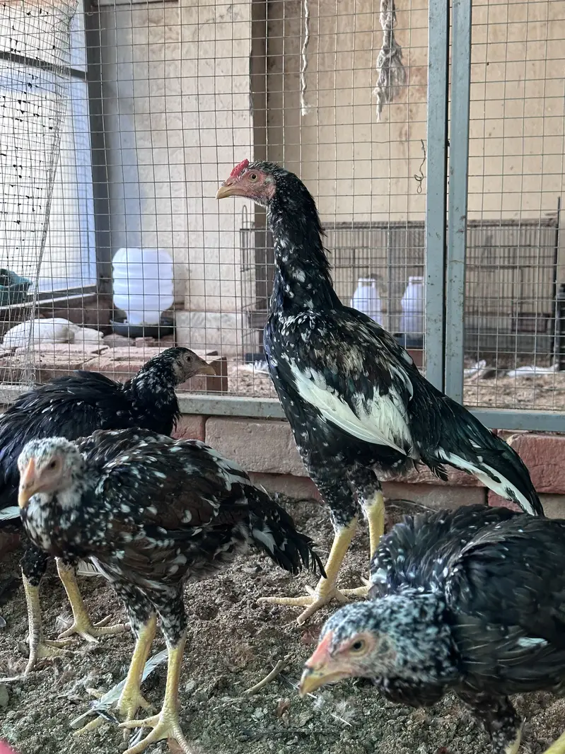 Aseel hen & Aseel chicks available here — photo 3