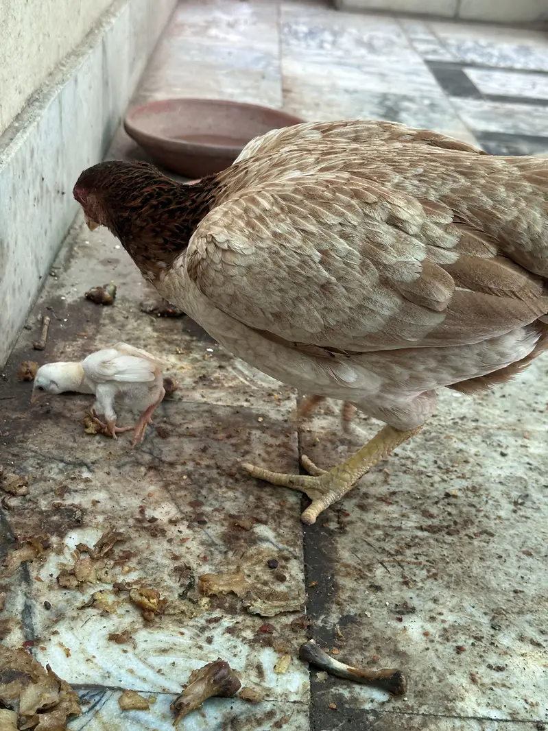 Aseel hen & Aseel chicks available here — photo 4