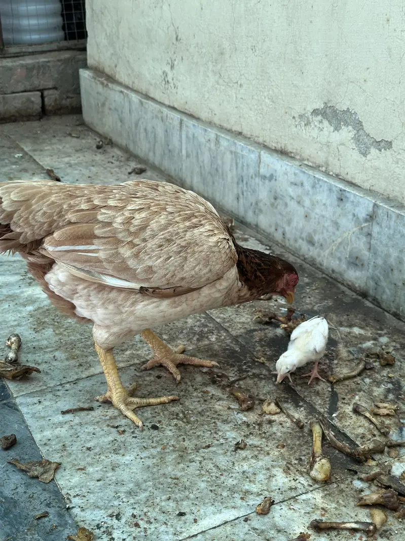 Aseel hen & Aseel chicks available here — photo 5