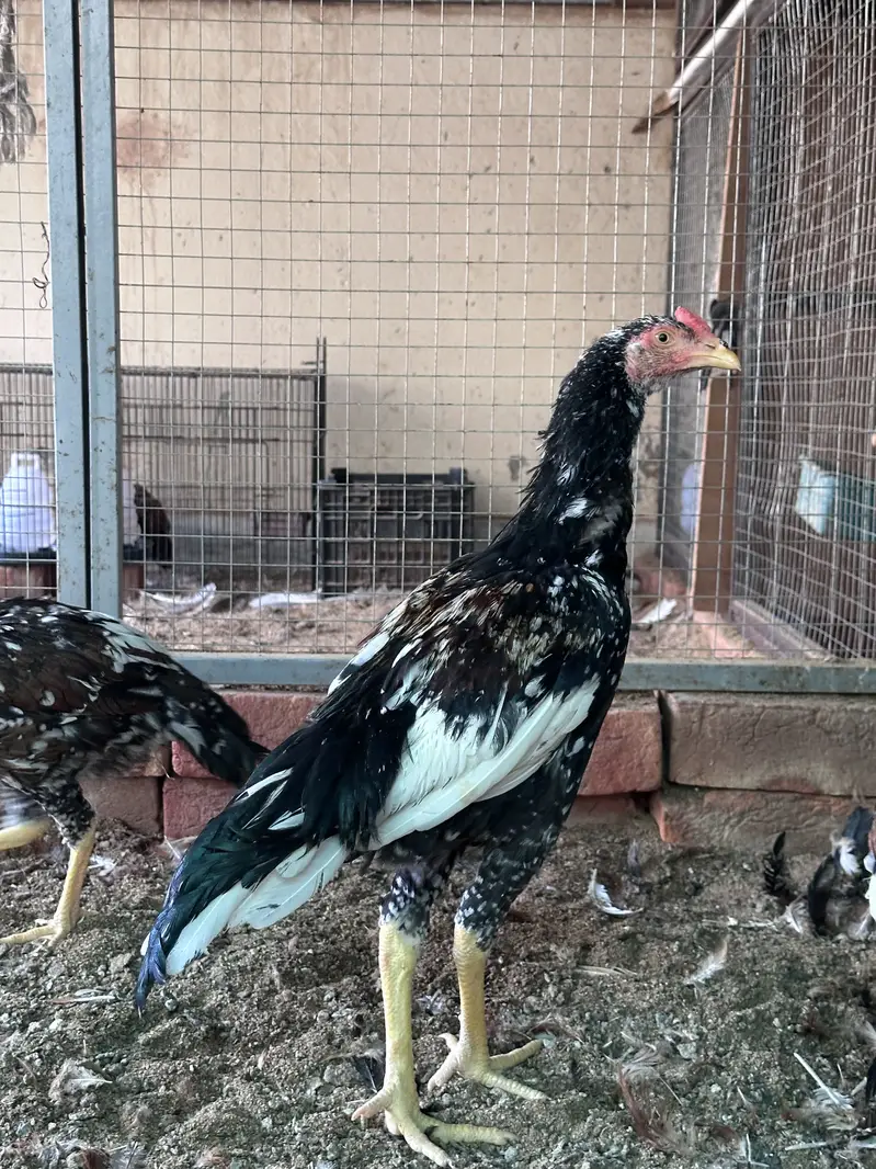 Aseel hen & Aseel chicks available here — photo 6