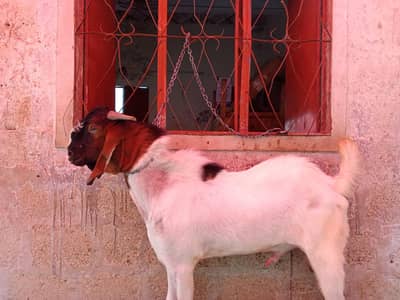 goat is very hot