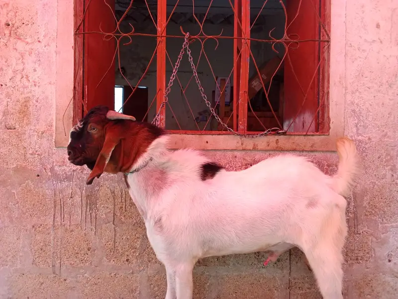 goat is very hot