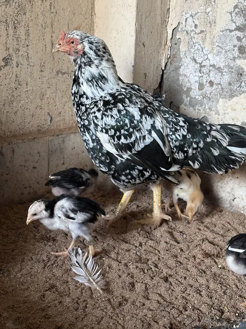 Aseel hen & Aseel chicks available here — photo 7