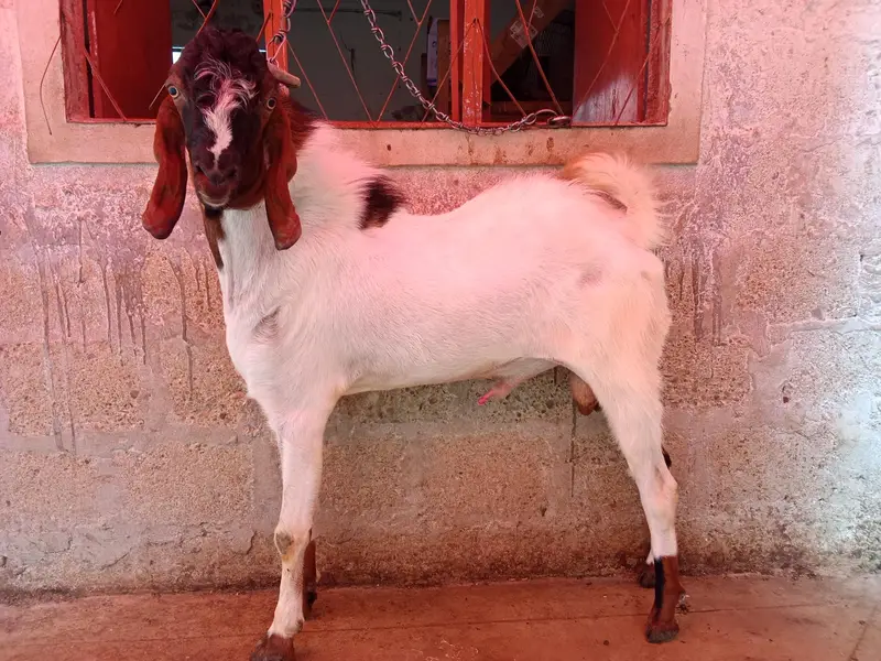 goat is very hot — photo 2