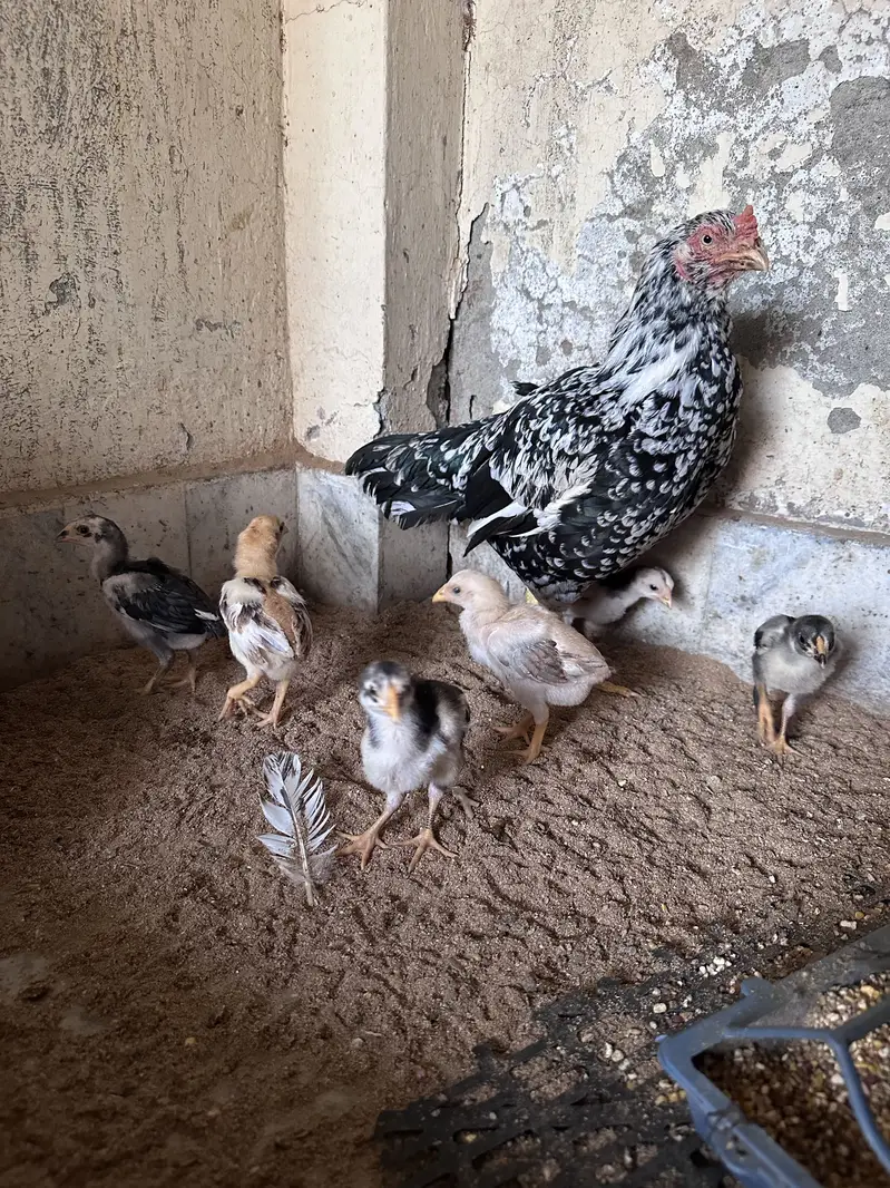 Aseel hen & Aseel chicks available here — photo 8