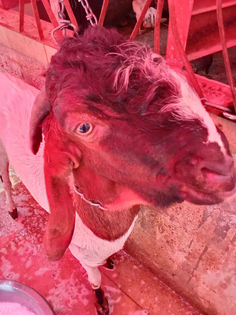 goat is very hot — photo 3