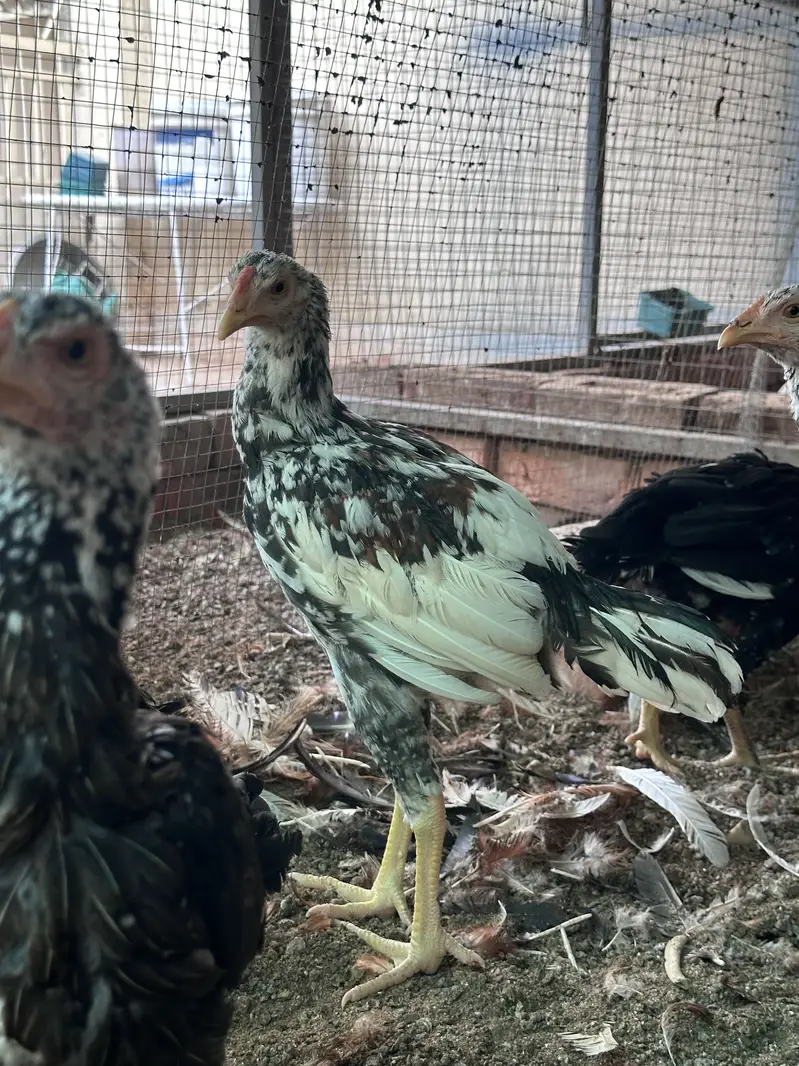 Aseel hen & Aseel chicks available here — photo 9