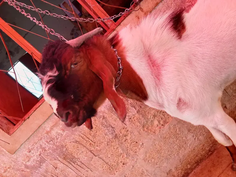 goat is very hot — photo 4