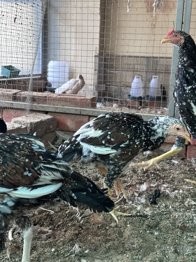 Aseel hen & Aseel chicks available here — photo 10