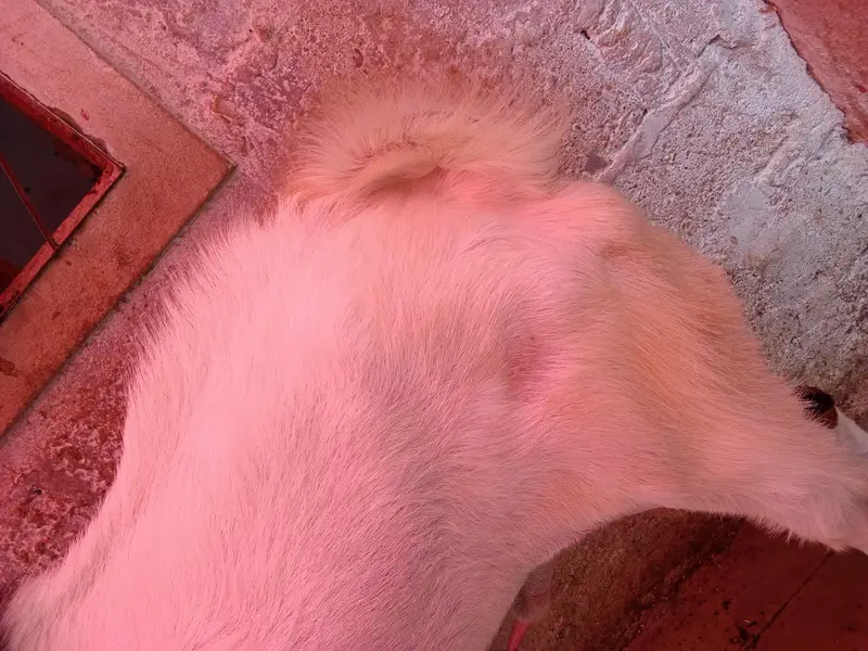 goat is very hot — photo 5