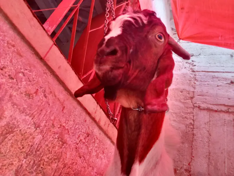 goat is very hot — photo 6