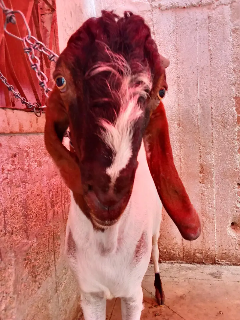 goat is very hot — photo 7