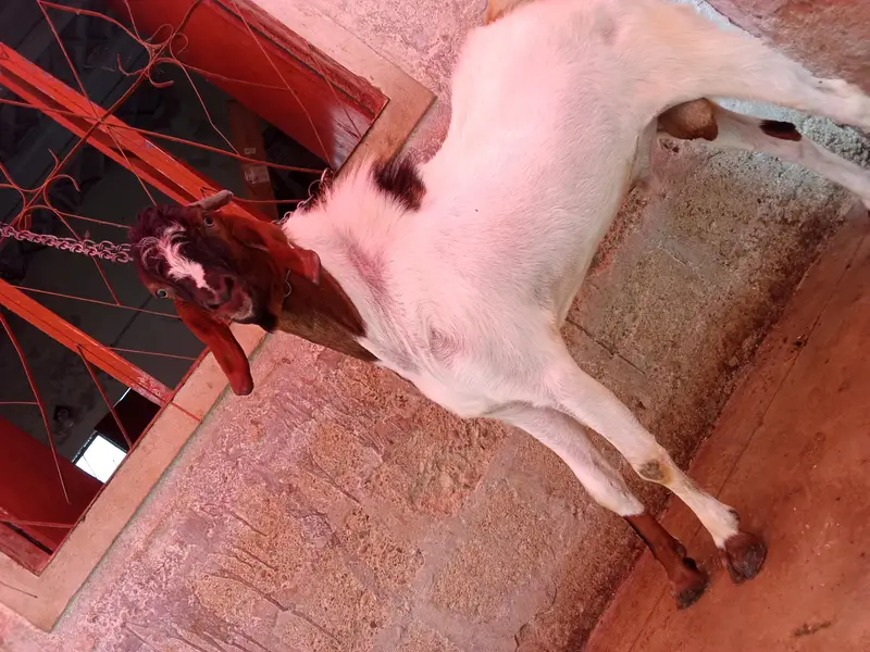 goat is very hot — photo 8