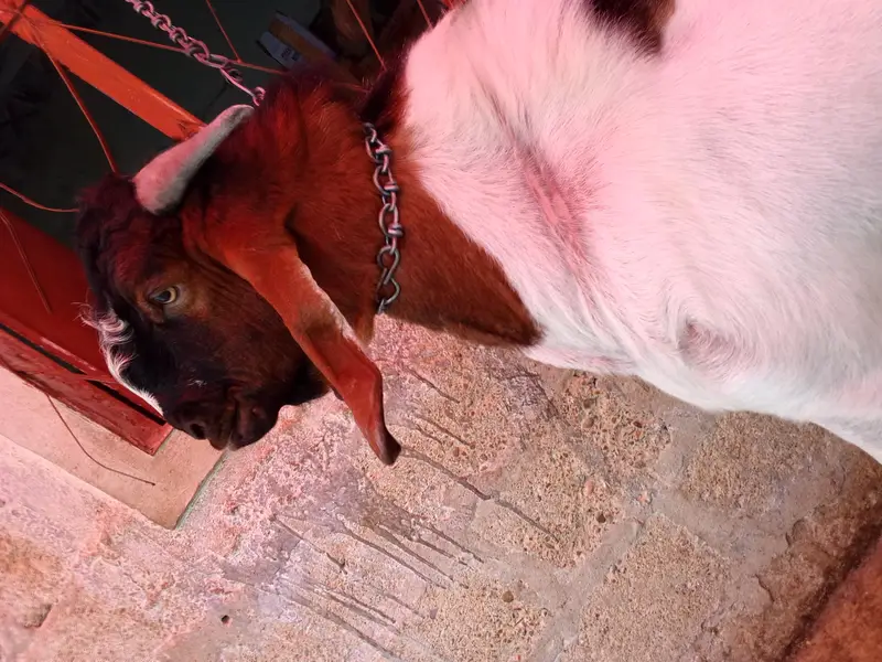 goat is very hot — photo 9