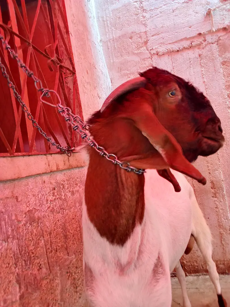 goat is very hot — photo 10