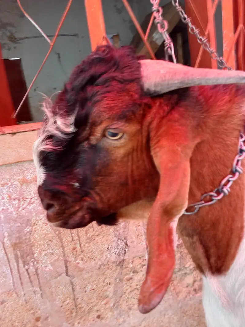 goat is very hot — photo 11