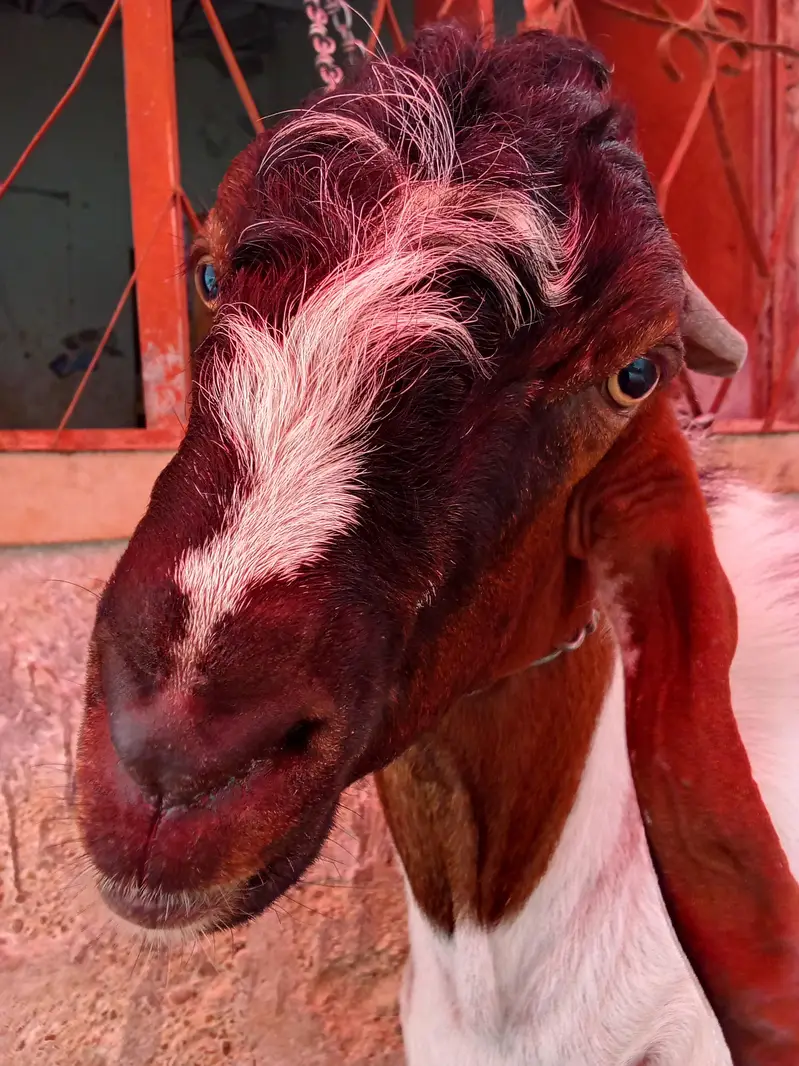 goat is very hot — photo 12