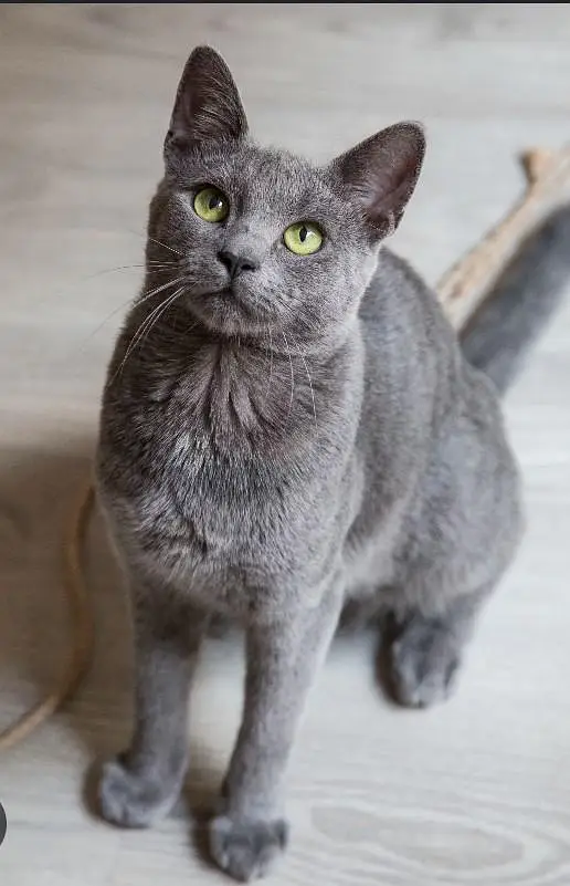 Gray collar