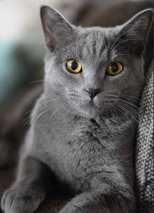 Gray collar 1