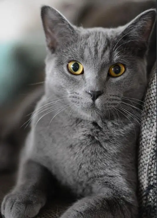 Gray collar — photo 2