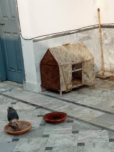 fancy pigeon