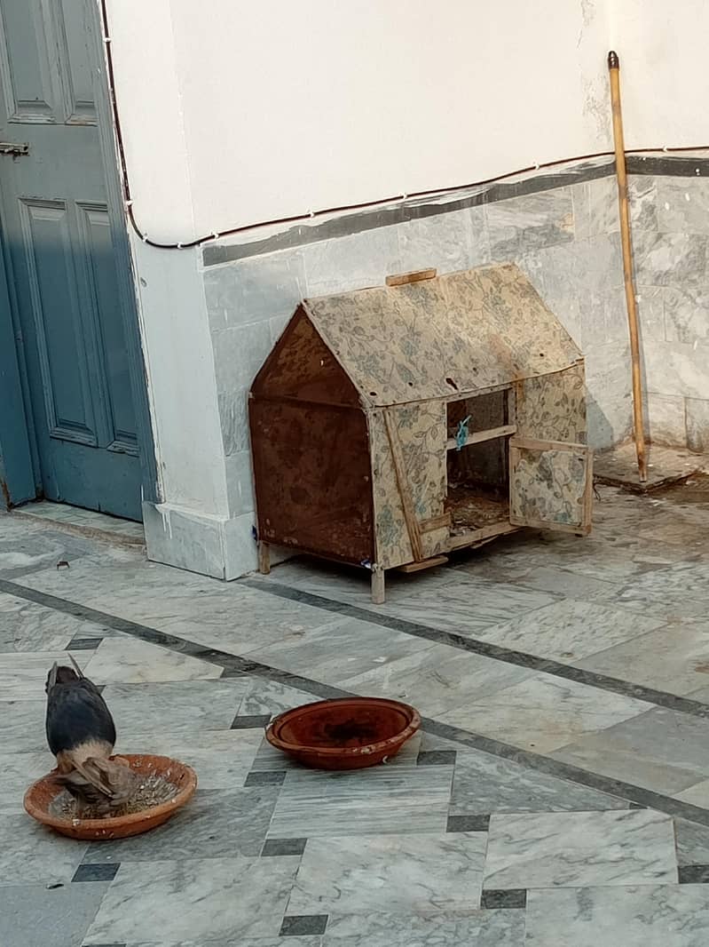 fancy pigeon 0