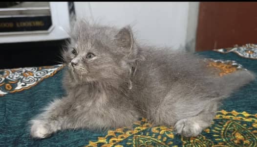 Smoke Gray kitten Baby With Differents Cat Color For Sale 0305.4364606
