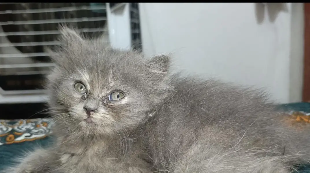Smoke Gray kitten Baby With Differents Cat Color For Sale 0305.4364606 — photo 2
