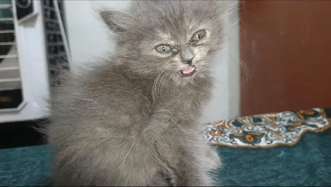 Smoke Gray kitten Baby With Differents Cat Color For Sale 0305.4364606 — photo 3